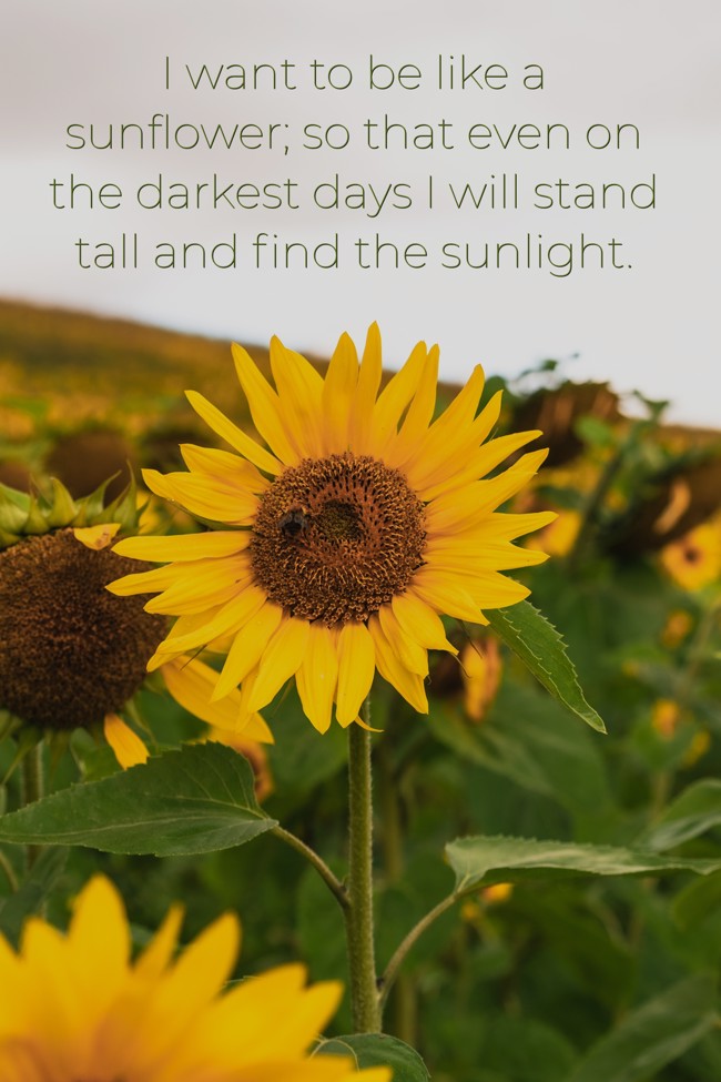 I Want To Be Like A Sunflower Quote I Want To Be Like A Sunflower; So That Even On The Darkest - Quozio