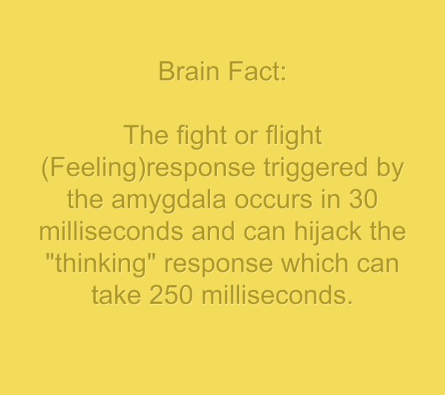 Brain Fact The Fight Or Flight Feeling Response Triggered Quozio