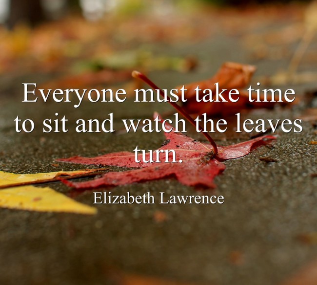 Everyone must take time to sit and watch the leaves turn. - Quozio